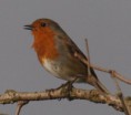 /album/my-local-birding-gallery/robin-on-kerries-reserve-today-jpg/